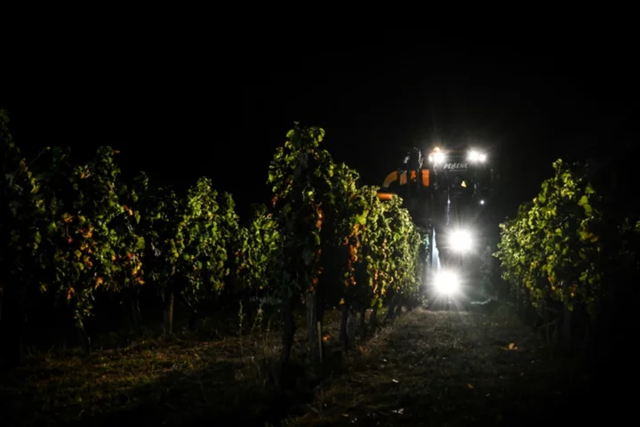 Climate change pushes Bordeaux winemakers to harvest at night