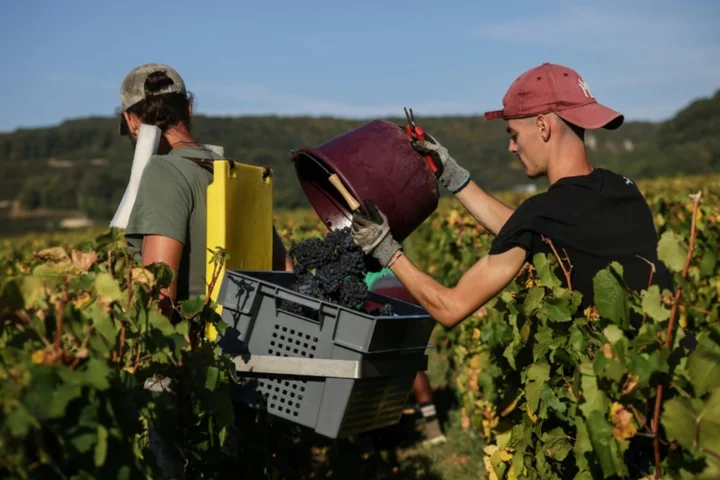 Bumper harvest calms fears of Burgundy wine bubble