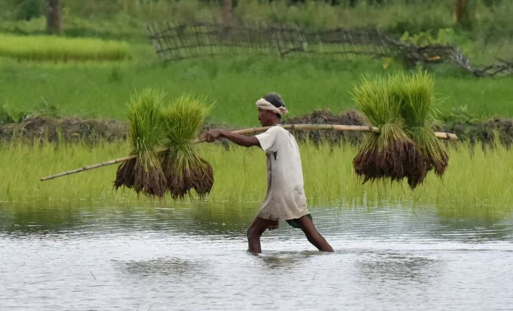 Top rice supplier India bans some exports