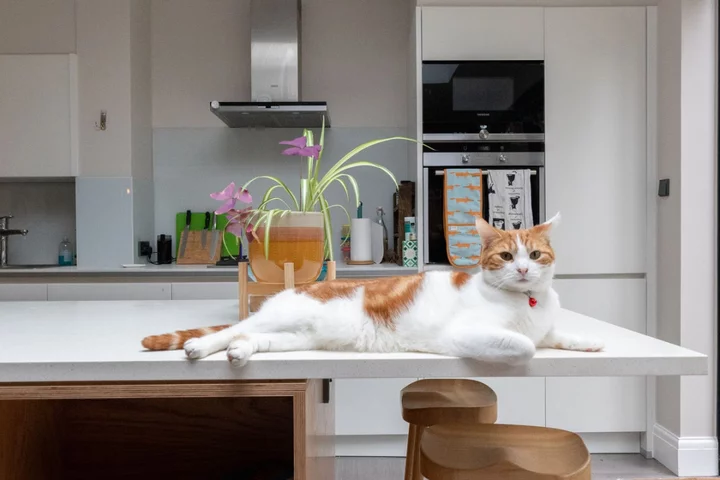 How homeowners are creating pet-specific stylish spaces